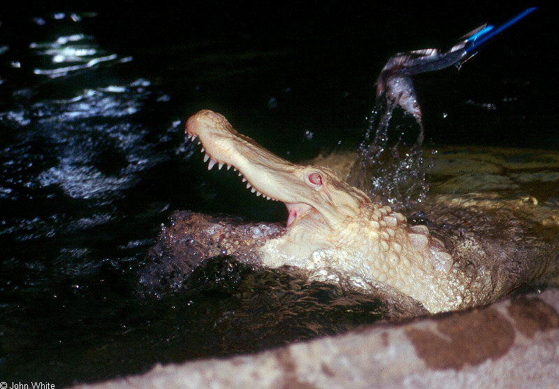 albino American alligator9900.jpg