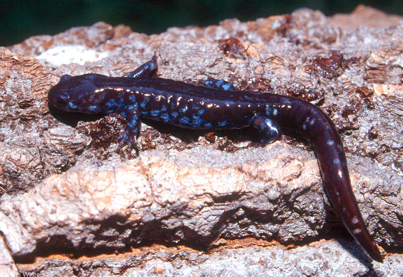 Blue-spotted Salamander (Ambystoma laterale)0002.jpg