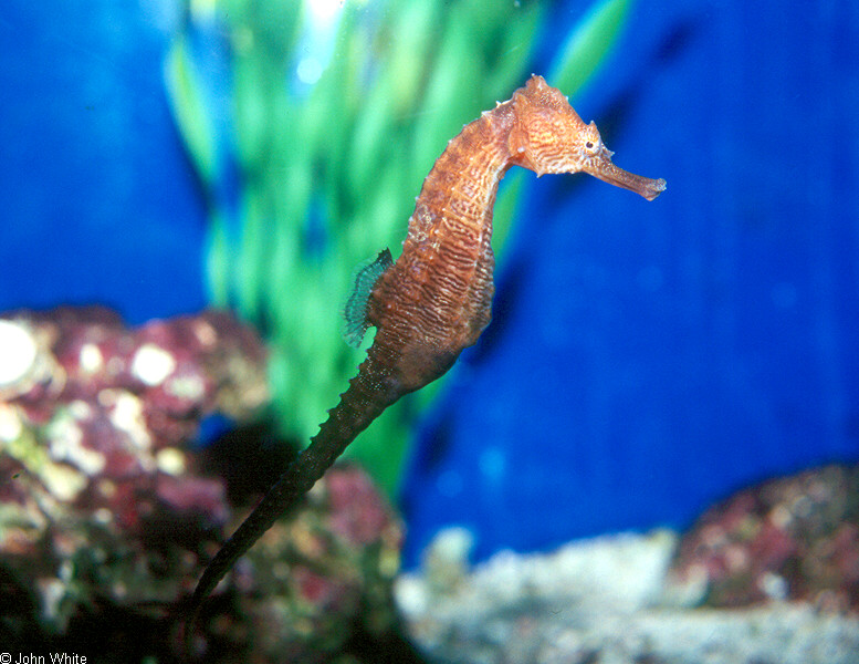 Lined Seahorse (Hippocampus erectus)0001.jpg