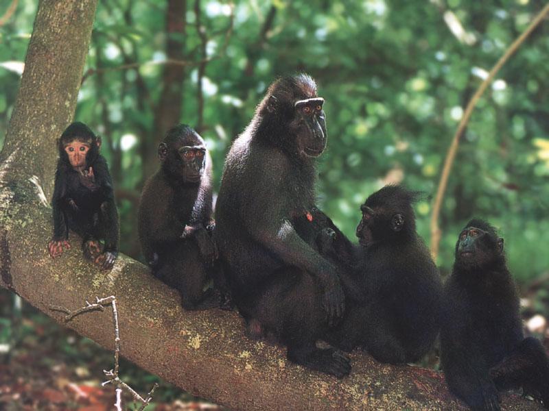 Crested Black Macaques Sulawesi-Family on log.jpg