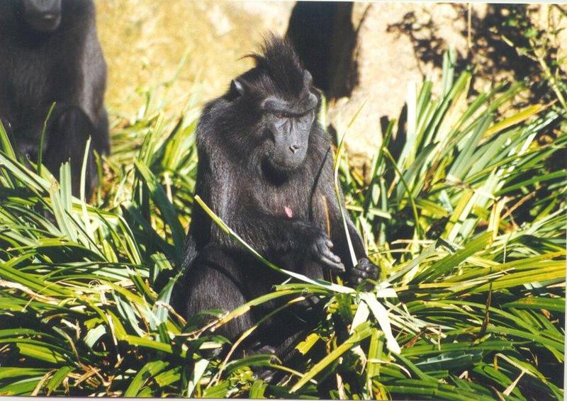 Crested Celebes macaque-Macaca nigra.jpg