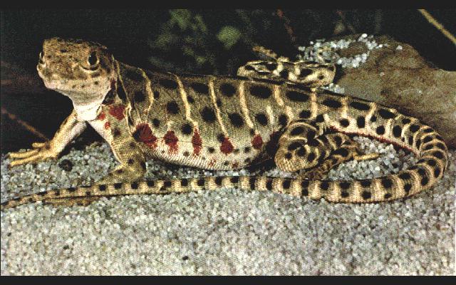 Lizard2-Leopard Lizard-sunning.jpg