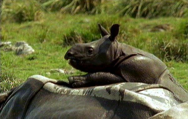 mm Indian Rhinos 01 Mother & Child.jpg