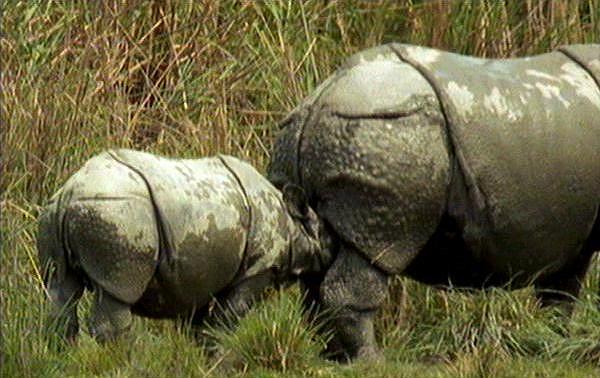 mm Indian Rhinos 02 Suckling.jpg