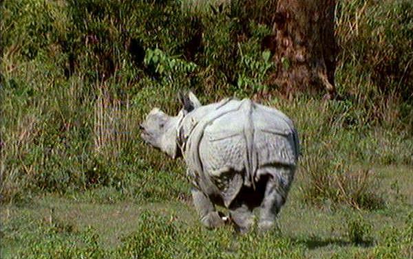 mm Indian Rhinos 05.jpg