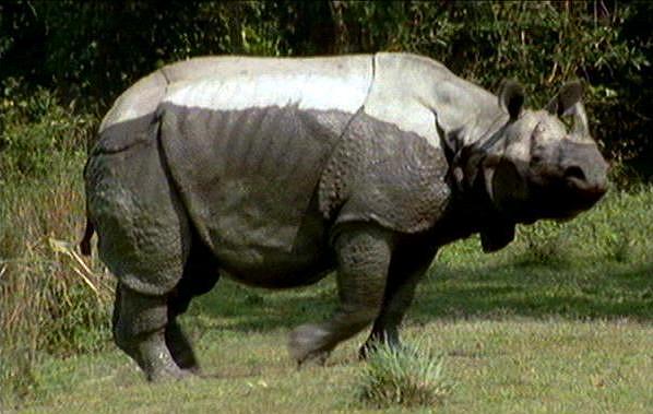 mm Indian Rhinos 06.jpg