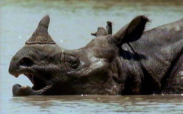 mm Indian Rhinos 10 Threatening.jpg
