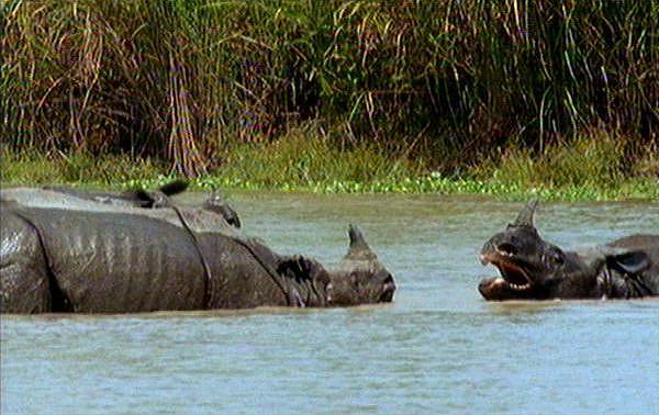 mm Indian Rhinos 11 Threatening.jpg