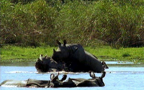 mm Indian Rhinos 15 Mating.jpg