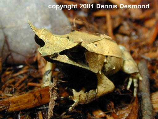 megophrys nasuta03.jpg