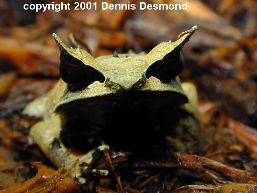 megophrys nasuta06.jpg
