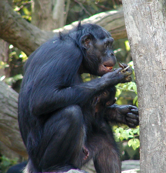 bonobo and child1.jpg