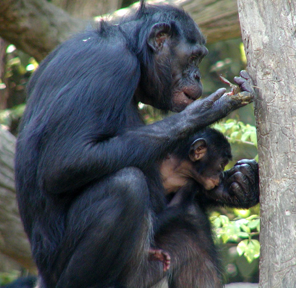 bonobo and child2.jpg