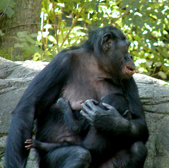 bonobo and child3.jpg