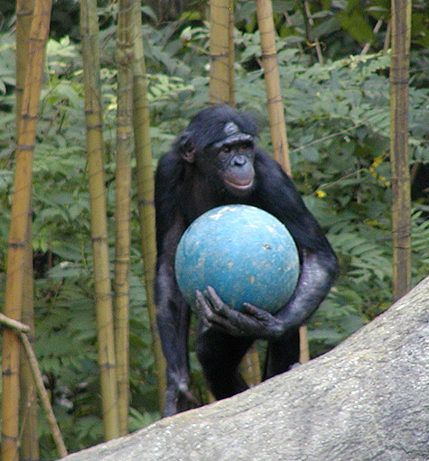 bonobo ball1.jpg