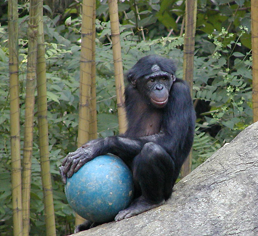 bonobo ball2.jpg