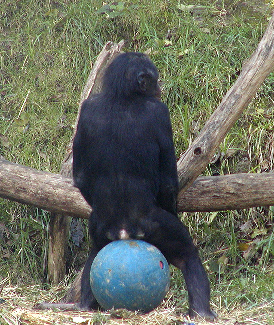 bonobo ball3.jpg