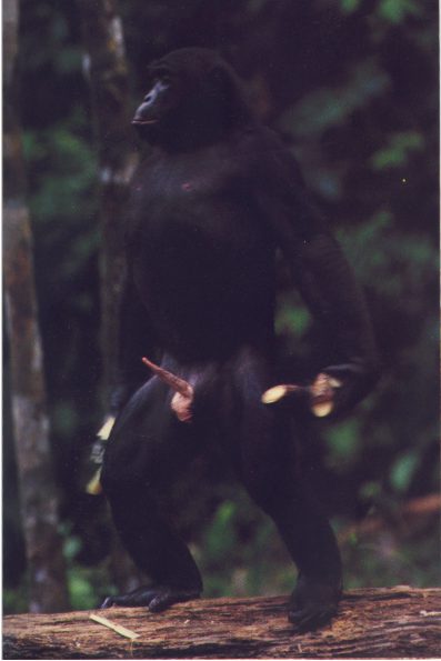 bonobo page127.jpg