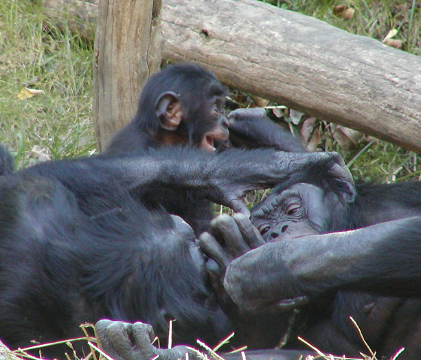 bonobos and child 1.jpg
