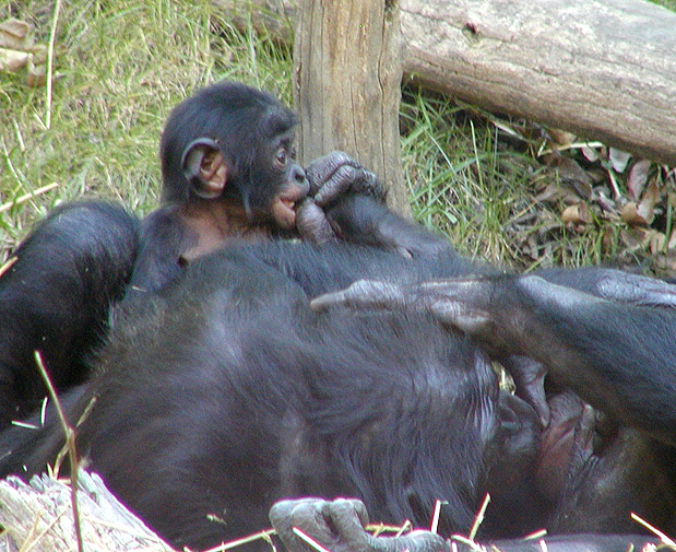 bonobos and child 2.jpg