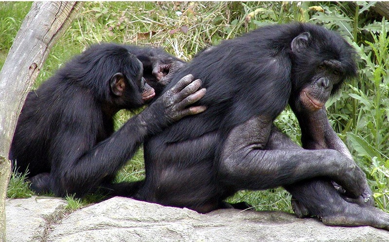 bonobos pick.jpg