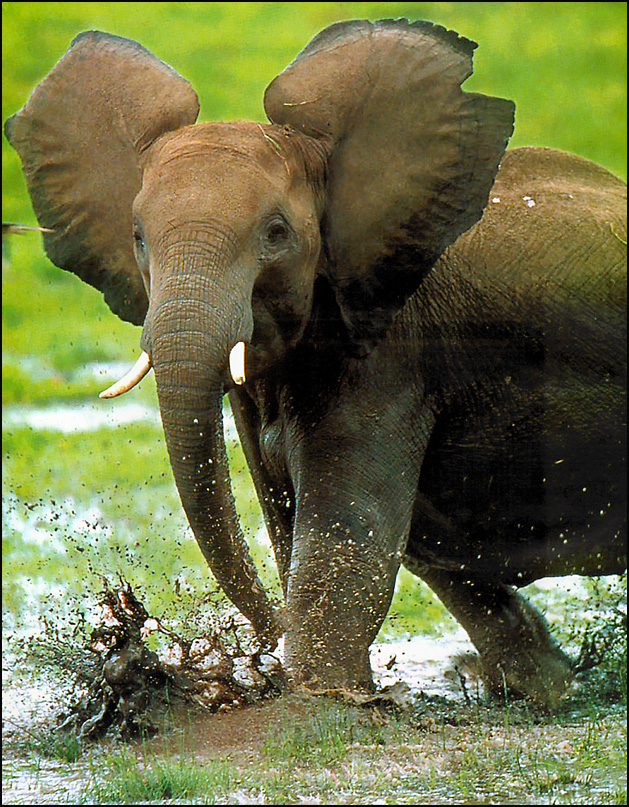 pa GAP 006 African Elephant.jpg