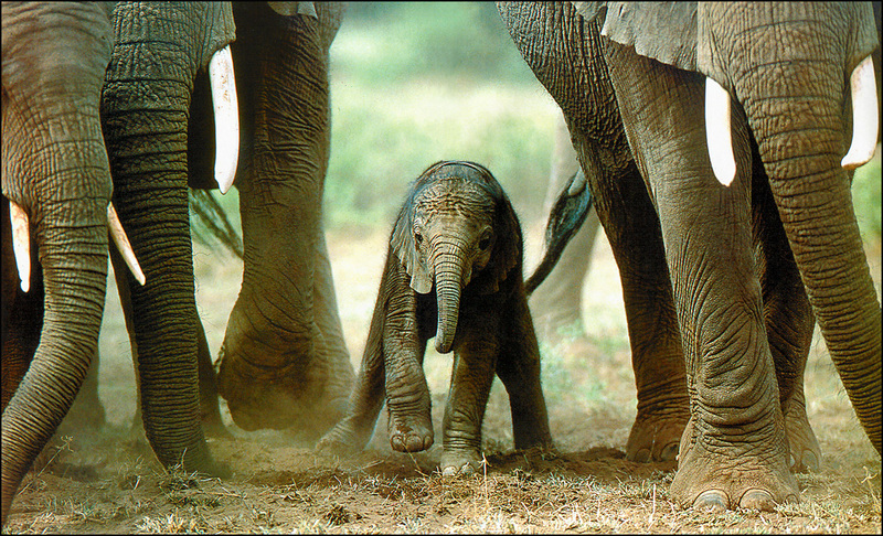 pa GAP 101 African Elephant.jpg