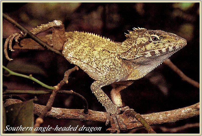 reptile-008 Southern Angle-headed Dragon Lizard.jpg