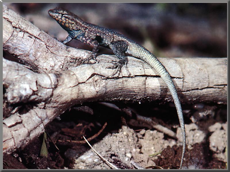 Side-blotched Lizard 01.jpg