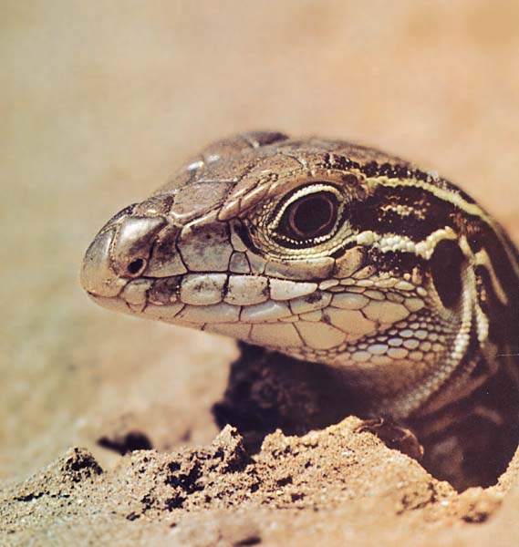 Whiptail Lizard-Face Closeup.JPG