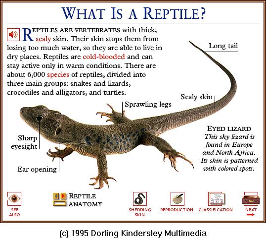 DKMMNature-Reptile-Eyed Lizard.gif