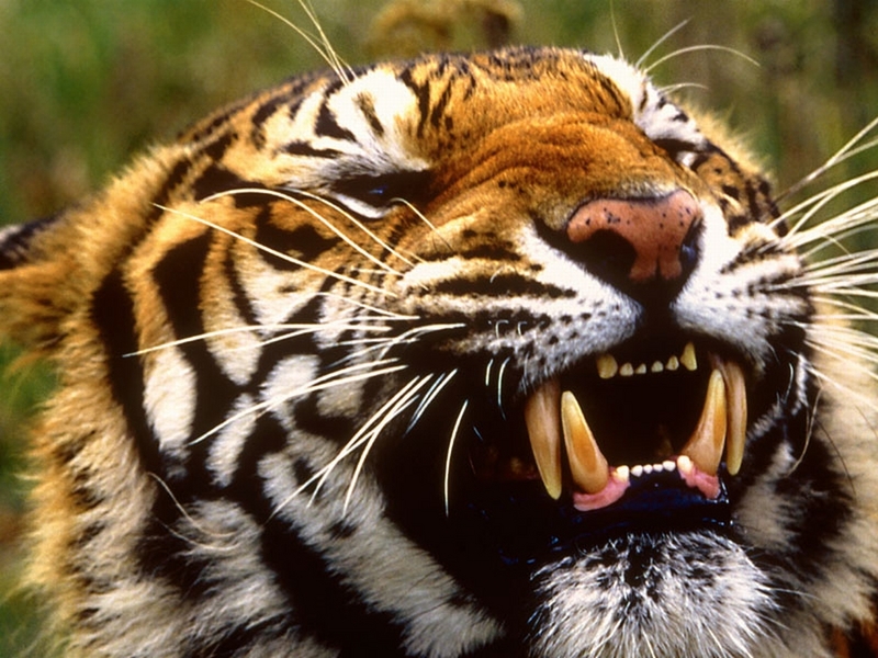 Bengal Tiger, Bangladesh, Nepal, IndiaV.jpg