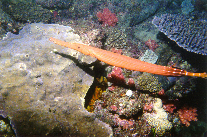 Trumpetfish (MBY\'01-4-0A).jpg