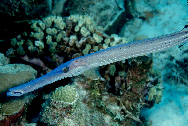 Trumpetfish blue.jpg
