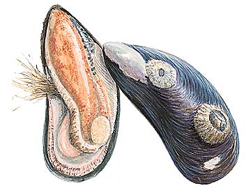 Common Mussel 2.jpg