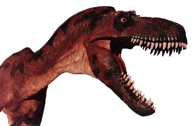 Albertosaurus DINO-head closeup.jpg