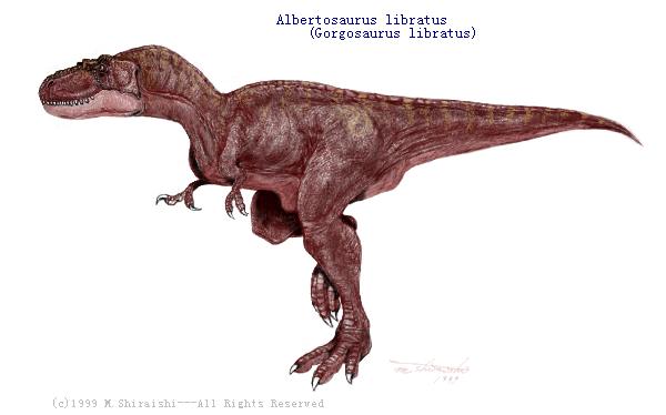 dino Albertosaurus libratus.jpg