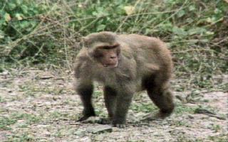 anim095-Rhesus Macaque-walking on ground.jpg