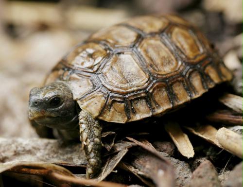 Bell\'s hingeback tortoise (Kinixys belliana), Switzerland.jpg