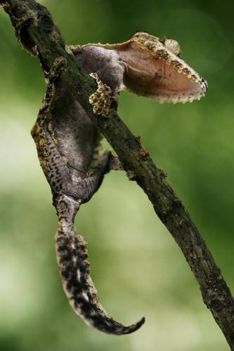 Common Leaf-tailed Gecko (Uroplatus fimbriatus), Switzerland.jpg