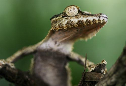Common Leaf-tailed Gecko (Uroplatus fimbriatus), Switzerland.jpg