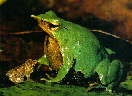 frog9960-Darwin Frog-Male.jpg