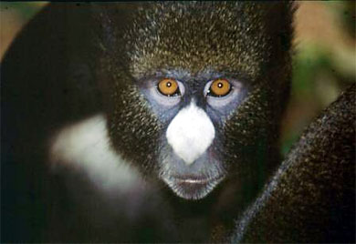Putty-nosed Monkey.jpg