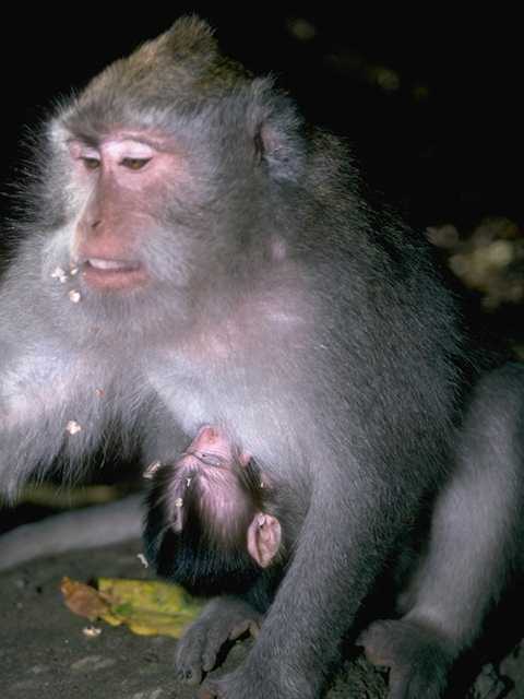 f07b0052-Crab-eating Macaques-Mom n baby.jpg