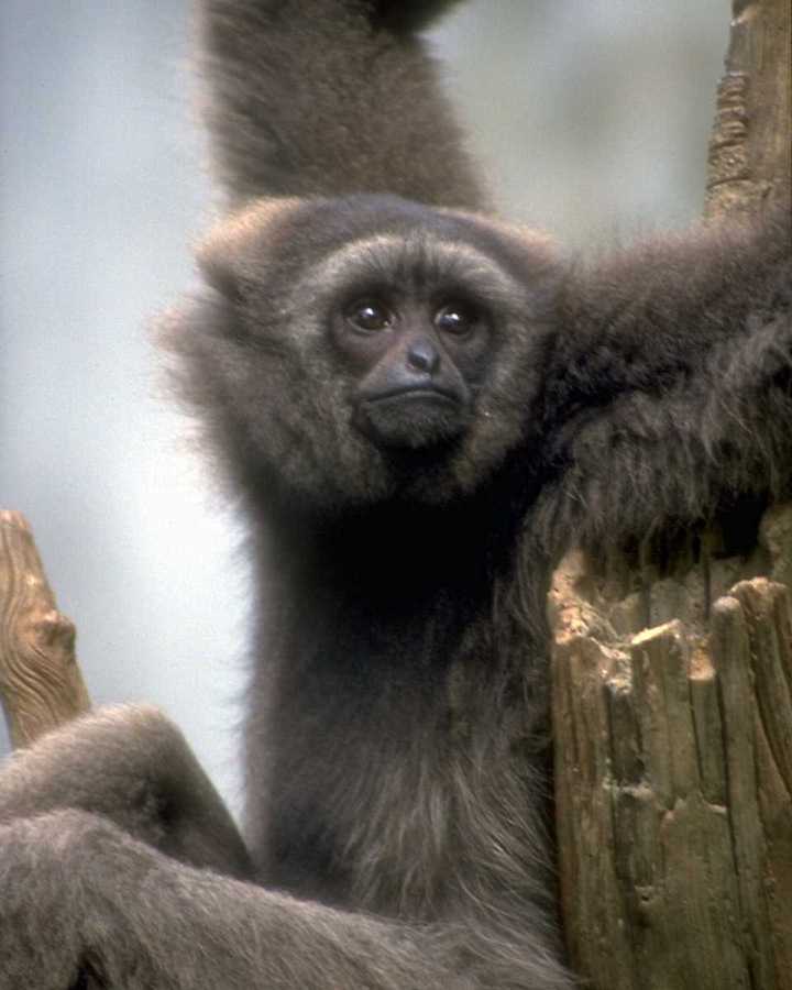 animalwild055-Weird Ape-Gibbon closeup.jpg