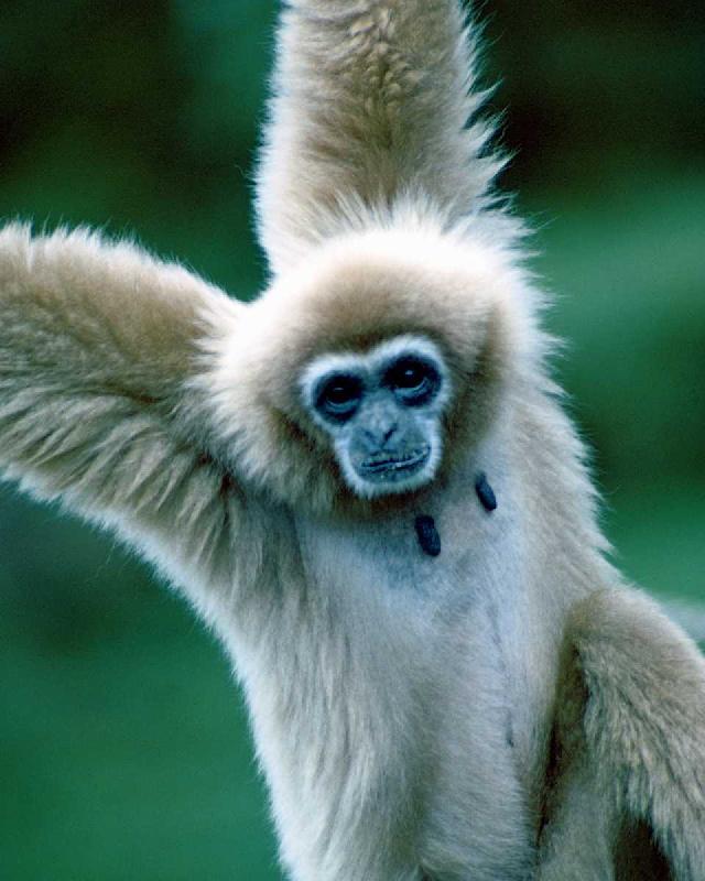 Ape-Gibbon-closeup.jpg