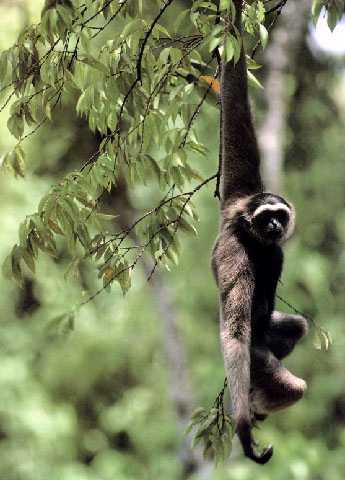 Gibbon 02.jpg