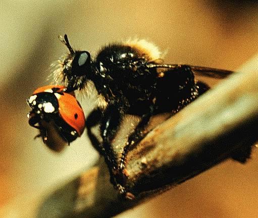 dipt020-Robber fly-caught a ladybug-on branch.jpg