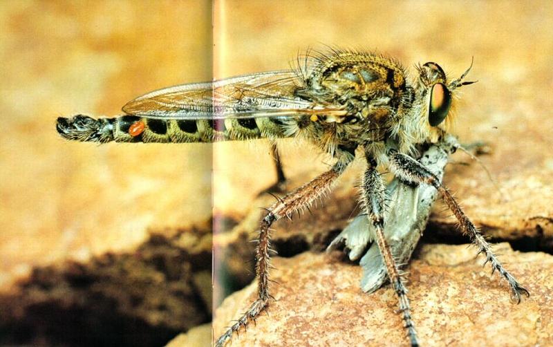 acbi9919-Vagator Robber Fly-from South Africa-Hunted-White Burnet Moth.jpg