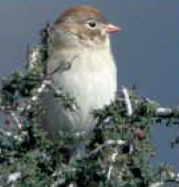 Worthen\'s sparrow (Spizella wortheni).jpg